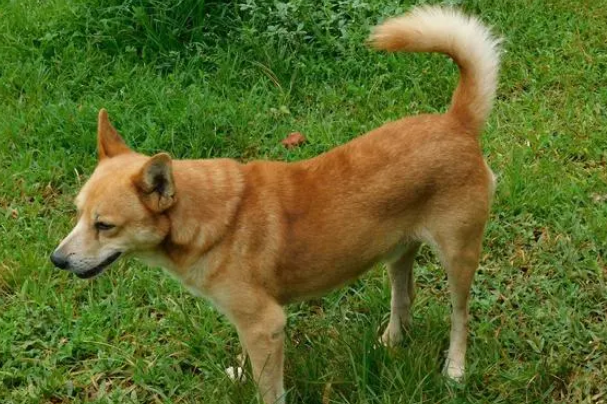 广西土猎犬极品图片 广西土猎犬极品图片