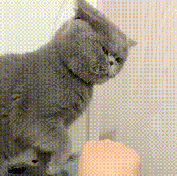 猫咪：你别指我！主人：我就指，你能把我咋地？猫咪：我能打你