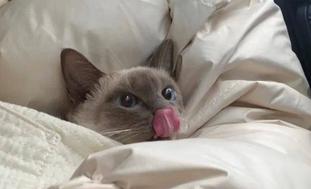 辑巴猫和暹罗猫的区别