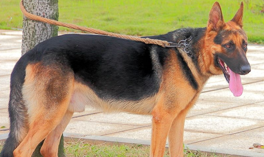 黑背犬是什么意思网络用语