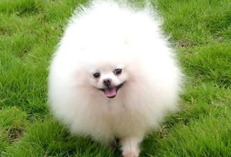 15种观赏犬种类大全图片