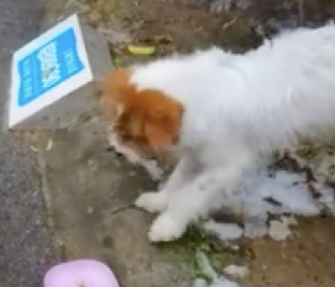 喂了一次的流浪狗,竟找上家门来要吃的! 喂了一次的流浪狗,竟找上家门来要吃的!