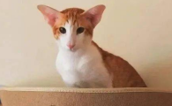 猫哮喘怎么治疗