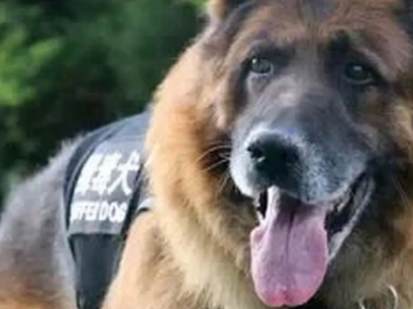 缉毒犬是集中训练还是一对一