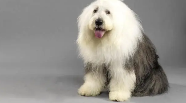 十大巨型犬排行图片