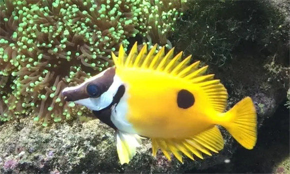 海水鱼黄狐狸越养越瘦怎么办 海水鱼黄狐狸越养越瘦怎么办