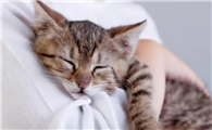 猫一抱就叫好像身上疼