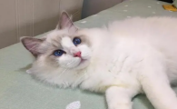 猫体内驱虫多久一次合适