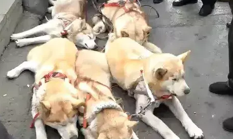 哈士奇拉雪橇帮主人赚钱，二哈都累趴在地上了，真让人心疼