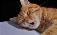 猫睡觉的时候呼吸声很重