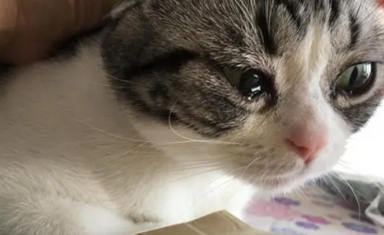 把猫揍了一顿流眼泪了 把猫揍了一顿流眼泪了