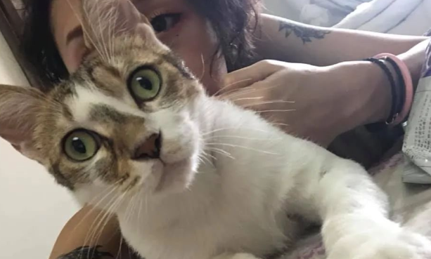 狸花猫背后竟有这样一条道...网友:“快拿针线来缝上!” 狸花猫背后竟有这样一条道...网友:“快拿针线来缝上!”