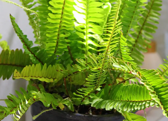 养猫家庭的绿植选择 养猫家庭的绿植选择