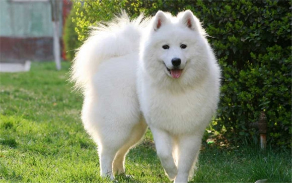 狐狸和边境牧羊犬哪个聪明
