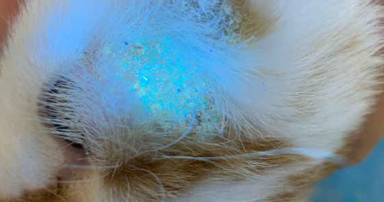 猫癣好了毛根都是荧光绿的
