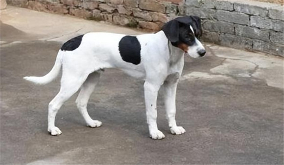 太仓犬什么颜色最正宗 太仓犬什么颜色最正宗
