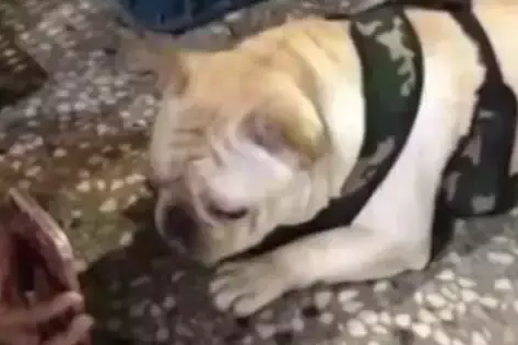 狗狗跟出差的爷爷视频时,它都急哭了,爷爷你还是快回家吧 狗狗跟出差的爷爷视频时,它都急哭了,爷爷你还是快回家吧