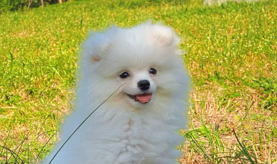 尖嘴犬是什么品种