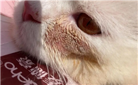 猫藓一般要多久才能治好