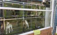 贵州凯里最大狗市场在哪里
