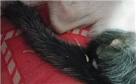 猫绦虫节片会在人身上存活吗