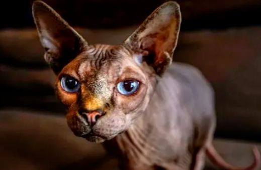 最受欢迎的十大猫咪,你的“心上猫”上榜了吗? 最受欢迎的十大猫咪,你的“心上猫”上榜了吗?