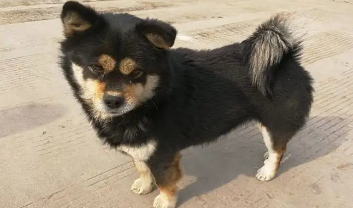 四眼铁包金狗犬经大忌