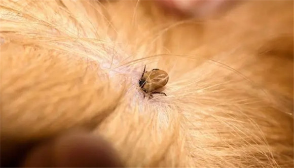 猫跳蚤到人身上怎么办 猫跳蚤到人身上怎么办