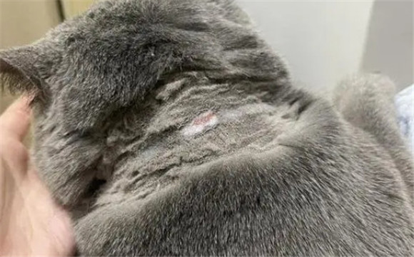 猫癣是因为什么引起的 猫癣是因为什么引起的