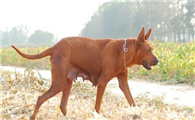 红狼犬适合家养吗