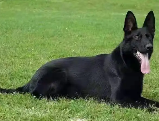 黑狼属于牧羊犬吗