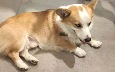 黄头三色柯基从小到大毛色变化