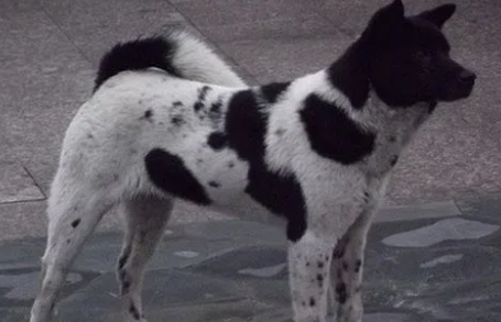 中华田园犬黑白花狗