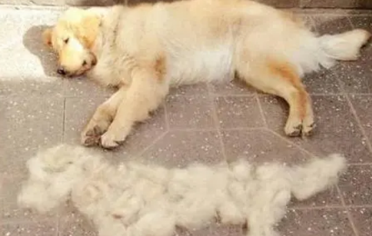 狗狗身上大面积脱毛
