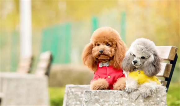 贵妇犬的智商排名