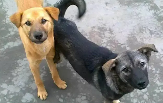 中国国犬的种类特点