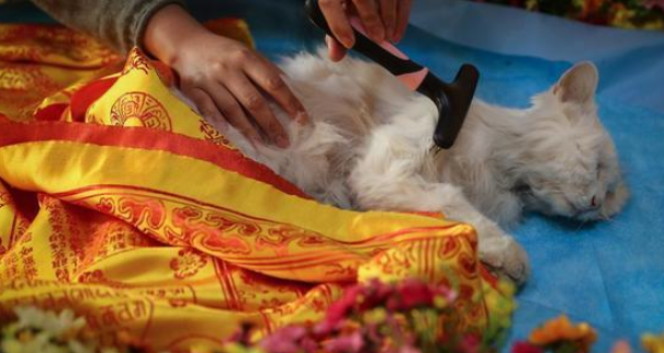 猫死了埋在哪里风水好