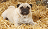 迷你宾莎犬禁养吗
