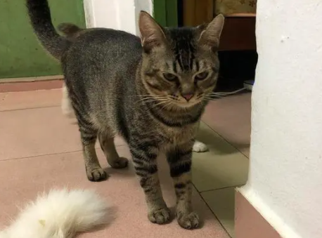 雀猫为什么不能养