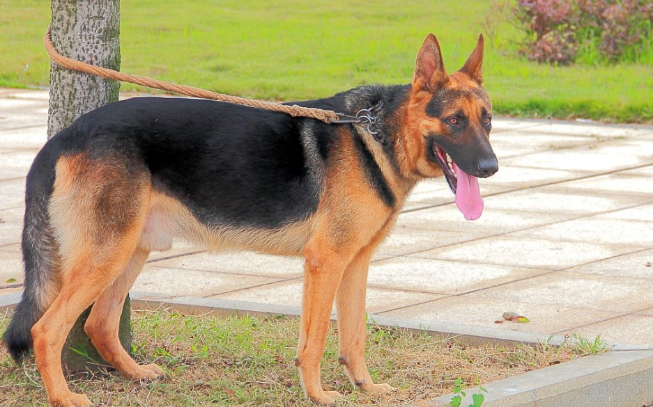 短毛黑背犬图片大全大图