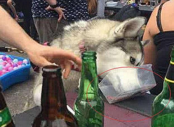 男子带二哈参加酒席,没想它偷喝酒,结果二哈的动作令人笑喷 男子带二哈参加酒席,没想它偷喝酒,结果二哈的动作令人笑喷