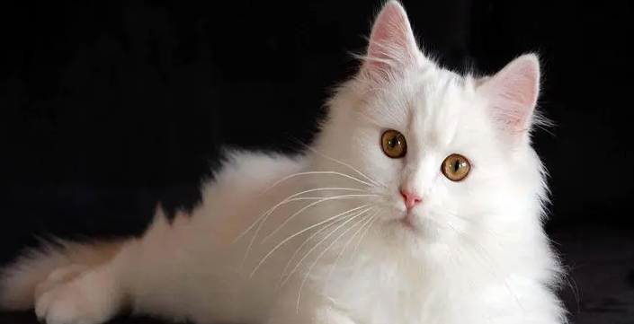 猫是色盲吗 猫是色盲吗