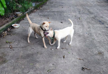 广西土猎犬特点图片大全 广西土猎犬特点图片大全