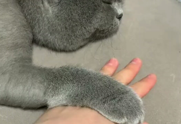 猫手为什么一定要在上 猫手为什么一定要在上
