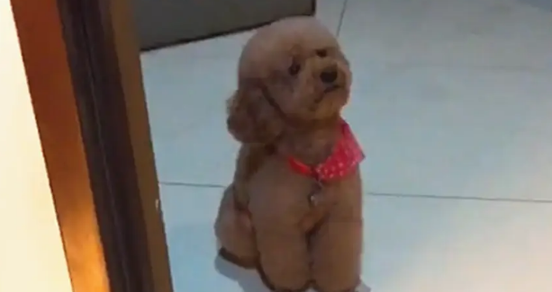 泰迪爱洗澡,一洗澡就趟进水盆里喜笑颜开,狗:看我多舒服…… 泰迪爱洗澡,一洗澡就趟进水盆里喜笑颜开,狗:看我多舒服……