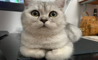 猫一辈子只吃猫粮可以吗