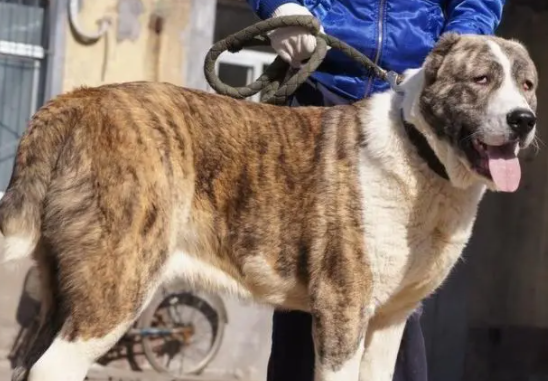 虎皮猎犬多少钱一只