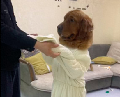 男主人给狗穿上了裙子，它站起来好像个小公主！