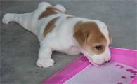 啥叫星期犬的症状有哪些