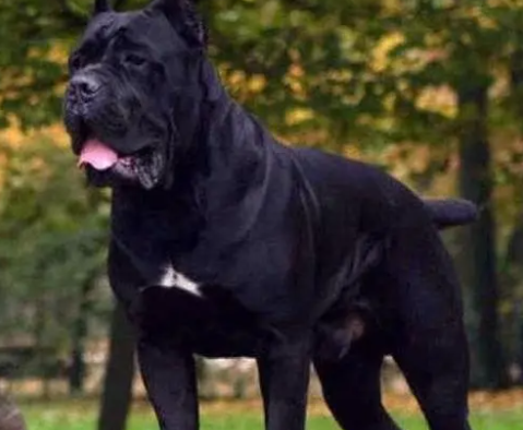 护卫犬三剑客都有什么绰号